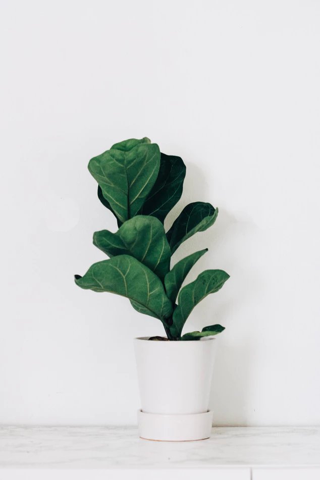 noah_wiz's tweet photo. Going to pick up where I last left off on workshopping ideas for my upcoming game world Alvin McAllister the AntiMalice Marshall
#amwriting

This looks like lettuce. Big leafy, good for you lettuce.

You never really see greenery in the slums planets. Can only stick-in-the- https://t.co/8oQB35kBNK