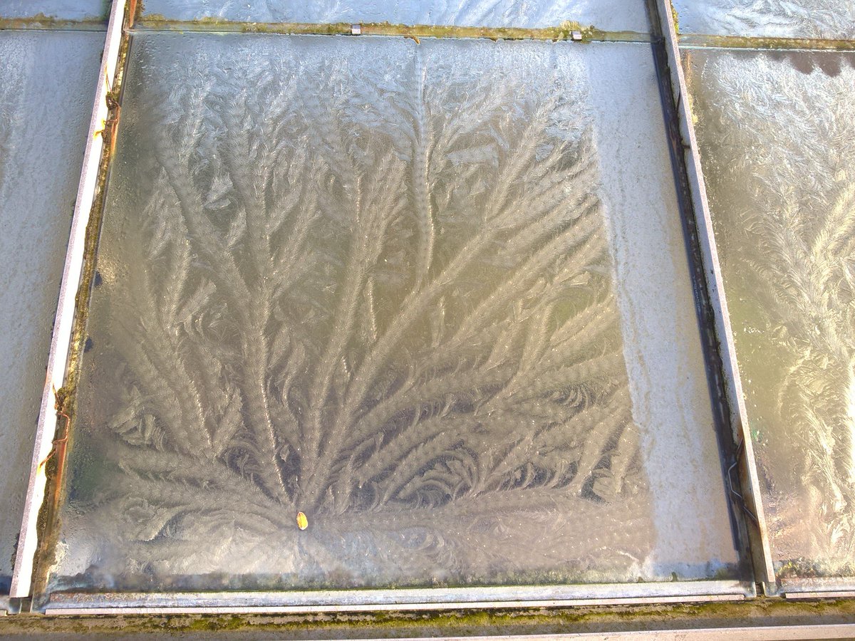 HedgerowForager's tweet photo. I was amazed by this branching pattern in the frost on my greenhouse last week. It looks so like a plant or seaweed fronds. https://t.co/g7TF9D5ZCb