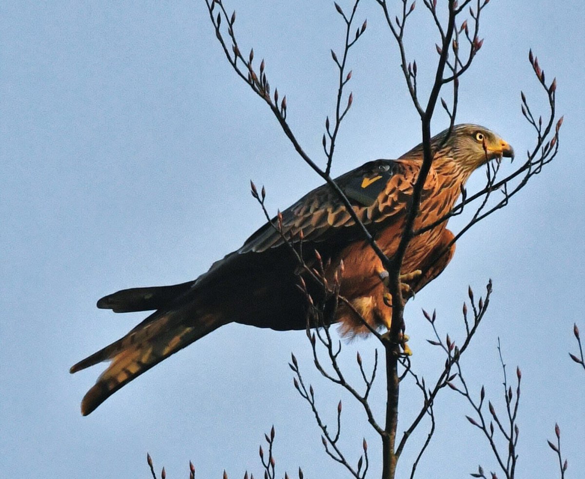 Red Kites Ireland On Twitter Brown Black V A 2008 Kite