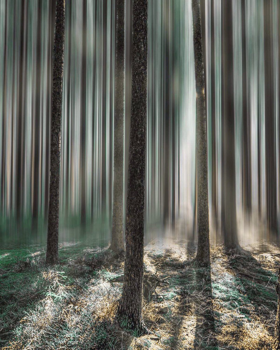 matejwe's tweet photo. Amazing Forest 
@JiriJiriVeverka @RepublikFoto @cesko365 @jseminstantni @AFPphoto @professorgreen @Photocromatico @MiroslavCizek https://t.co/AOjdKpjP04
