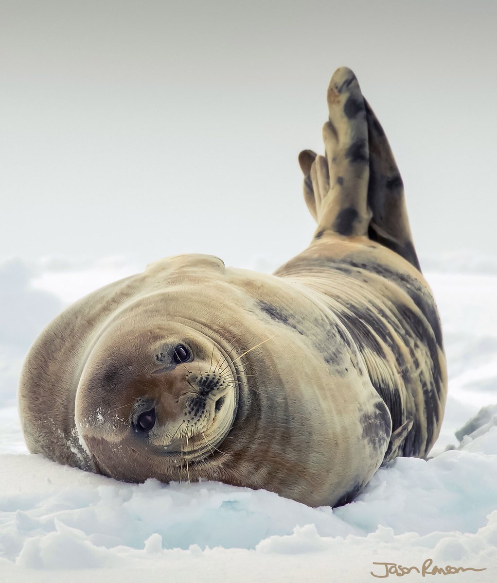 A #WeddellSeal chills out on #CuvervilleIsland in #Antarctica. The Weddell seal (a true seal) was discovered by James Weddell, a British captain who explored parts of the Southern Ocean in the 1820s. They’re abundant with an estimated 800,000 individuals living on the continent.