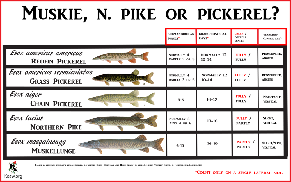 Northern Pike Vs Pickerel