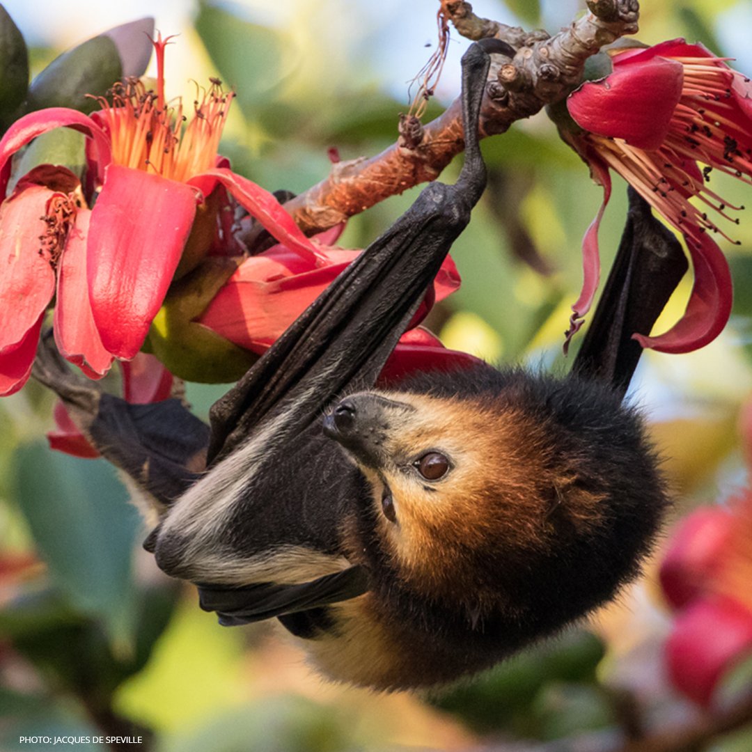 BatConIntl's tweet photo. We stand with the @IUCN & the global community in appealing to the Mauritian government to immediately stop killing of the #Endangered Mauritius fruit #bat. #SavetheBats #PreventExtinctions
For more info on this issue visit: https://t.co/e9tt1apjOb https://t.co/HTqPZgR2Nz