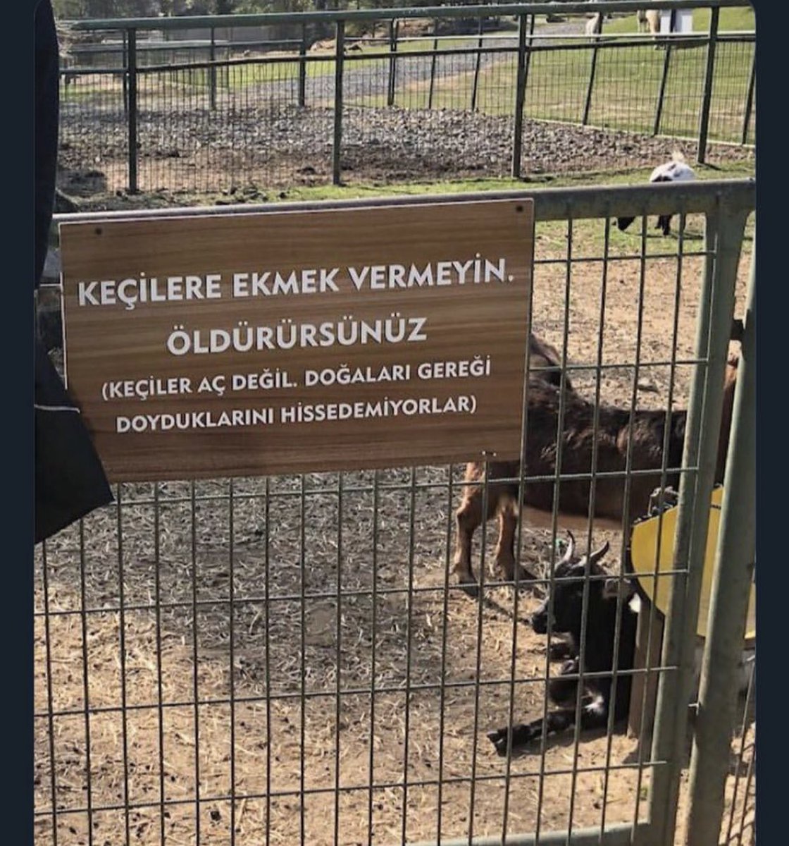 Keçi olduğumu öğrendiğim o an