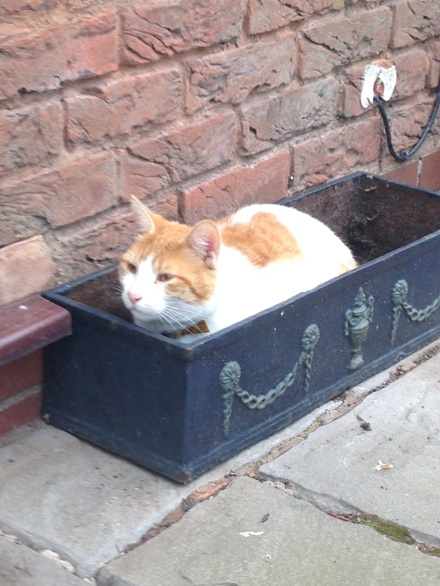 natepix1's tweet photo. Simba - Summer - 2018
#CatsOfTwitter #CuteCats
#kittyloaf in the #heatwave2018 oven 🐱 https://t.co/YoLay6Qhrh