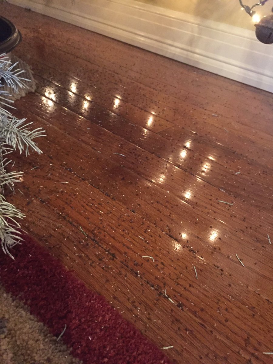 frances__summer's tweet photo. “hmm that’s weird, our pine needles are white so why are there a bunch of black ones?”

“oh wait, those look a little small to be pine needles”

*ummm why are some of them moving???*

OH MY GOSH! THOSE ARE BUGS! THOSE ARE ALLL BUGS. i’m moving out, it’s as simple as that https://t.co/x6sImgeHYd