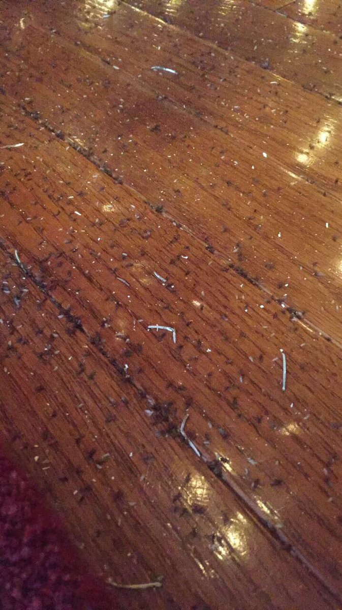 frances__summer's tweet photo. “hmm that’s weird, our pine needles are white so why are there a bunch of black ones?”

“oh wait, those look a little small to be pine needles”

*ummm why are some of them moving???*

OH MY GOSH! THOSE ARE BUGS! THOSE ARE ALLL BUGS. i’m moving out, it’s as simple as that https://t.co/x6sImgeHYd