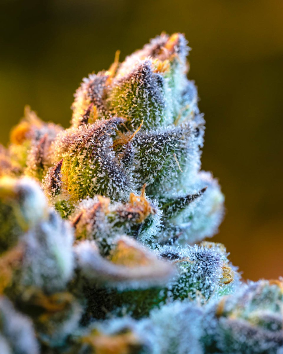 Feeling frosty on this first day of winter! #cannabis #ColoradoCannabis #Aspen