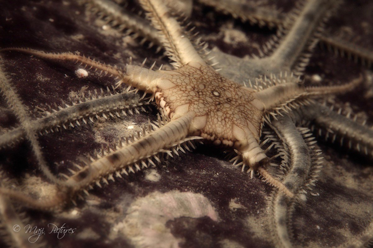 braden_haggerty's tweet photo. Brittle Star.
#starfish #underwaterphotography https://t.co/ZNOYRmIKRZ