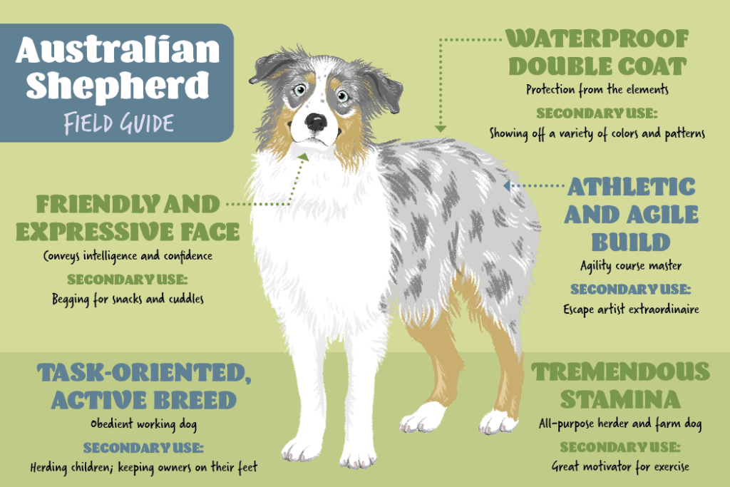 PetMD's tweet photo. Find out more about the energetic #AustralianShepard in today's #FieldGuideFriday! 

https://t.co/UG5fKc0OGI https://t.co/xAS4nWNtPM