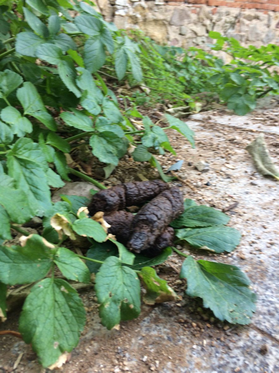 caquesdelpoble1's tweet photo. Les caques maques hem tallat el trànsit a diferents punts del carrer Margarit #elsescocellsseransemprenostres #caquesmaques #proucaques #poblesec https://t.co/usSE917O8u