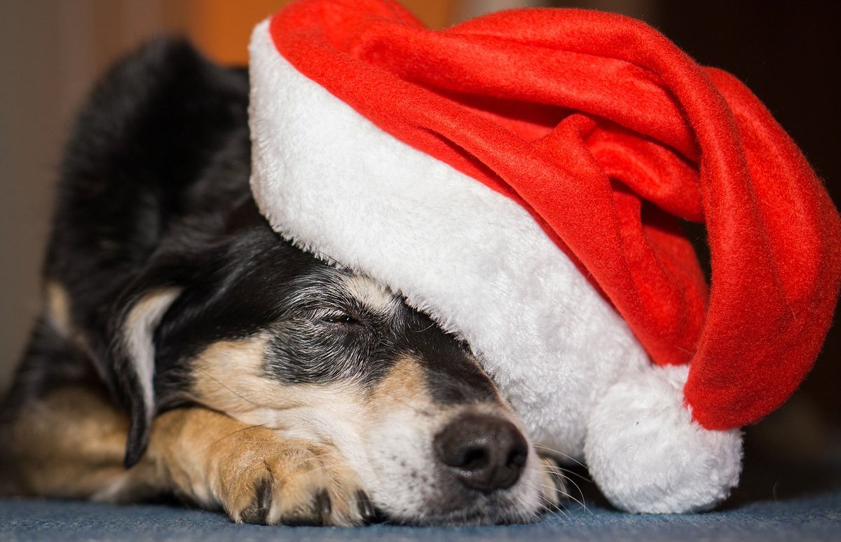 Activ4V's tweet photo. Santa puppy 🎄 
.
.
.
#dogportrait #dogaltas #dogslife #doggram #doggrooming #dogmodel #dogstyle #dogfilter #dogsofnyc #dogbeach #dogdaily #dogsandpals #dogsofaustralia #dogsarethebest #dogcollar #dogsofinstagram #puppiesforall #inspiredbypets #lovepuppies #ilovemydog https://t.co/e0oFMxXg7h