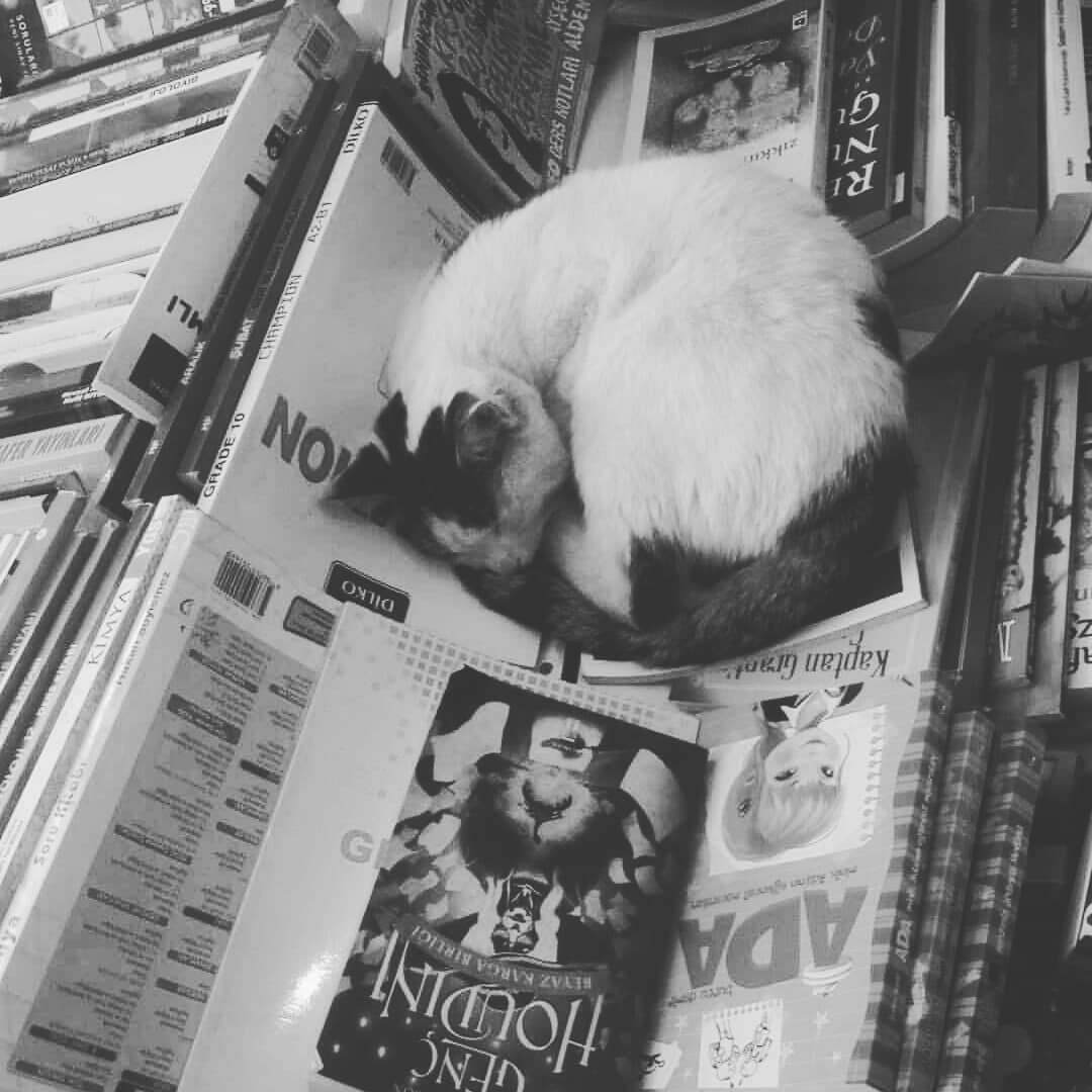 Kitap evinin güzel misafiri 😻
