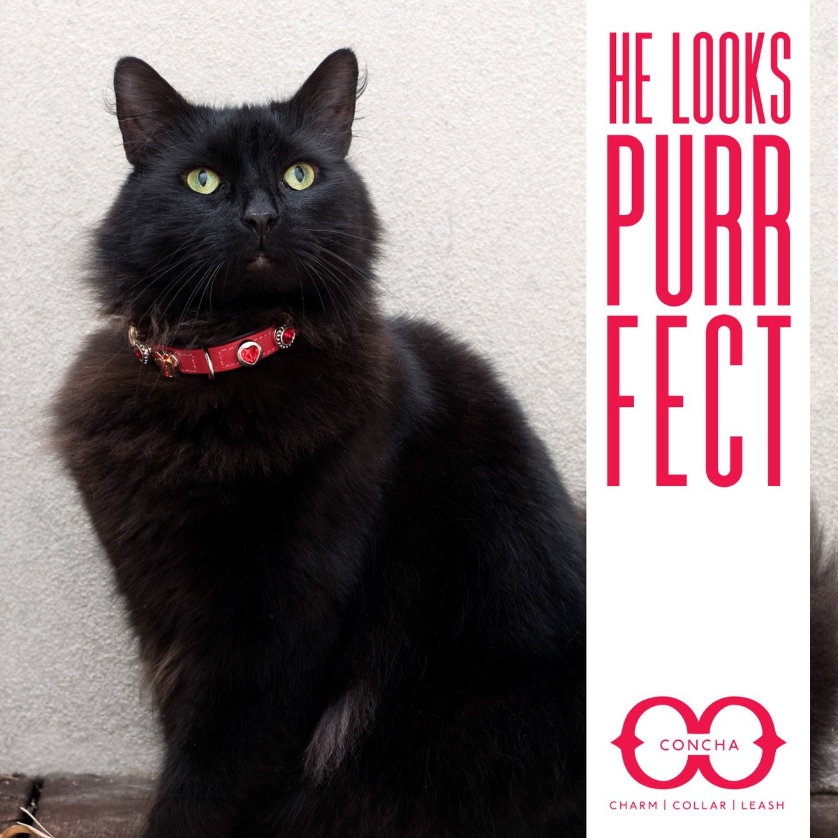 ConchaCollar's tweet photo. Did you know our fully adjustable and customizable collars ensure a purr-fect fit?
Get yours today with code holiday40 at checkout to receive 40% off and free shipping!
.
.
#whatsonyourcollar #conchacollar #collar #petcollar #petgift #customcollar #petgift #catgifts #catcollars https://t.co/feQ5il9pRo