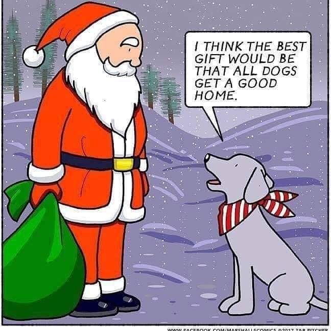 Hear that santa?

(Cats too!) 😻