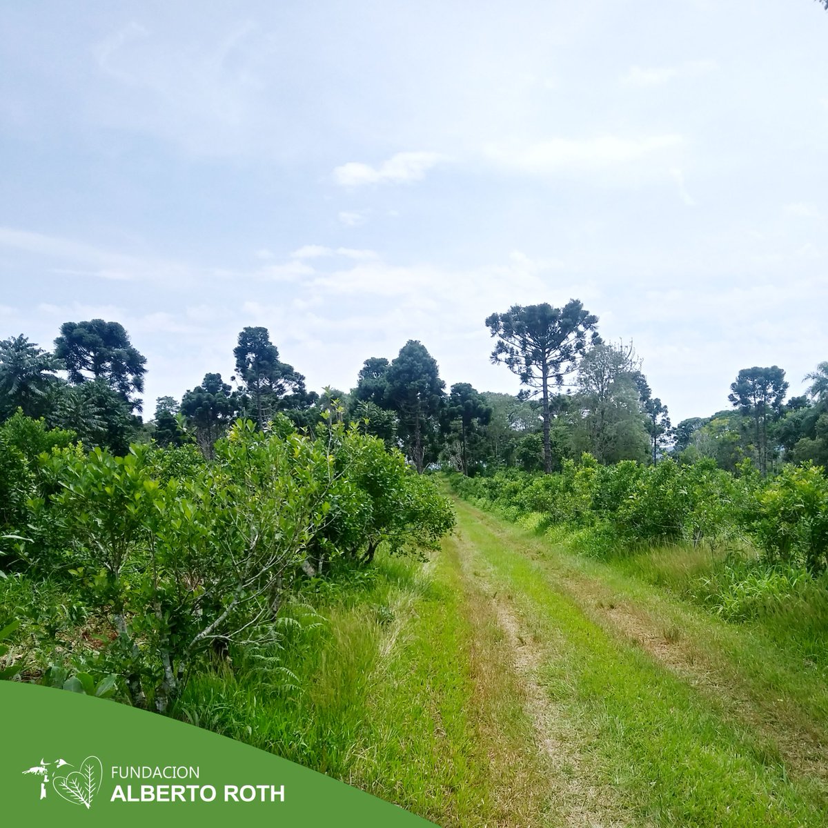 Plantaciones de árboles de Loro Negro y yerba mate 
de más de 40 años de edad. Bordean nuestro establecimiento enalteciendo la bella naturaleza del lugar.

#albertoroth #conservación  #árboles 
#plantaciones #yerbal #plantacionesdeyerbamate