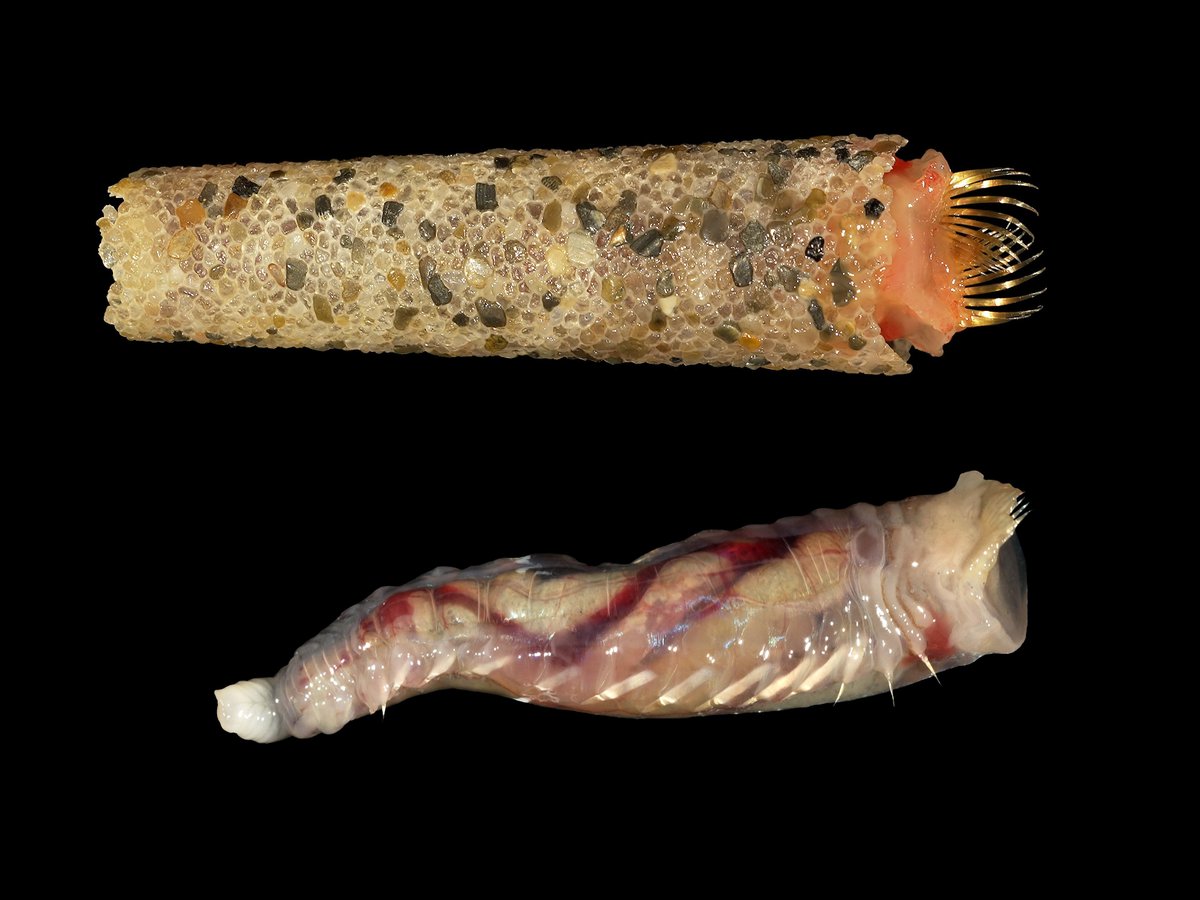 Wormcam's tweet photo. here’s a close-up of a Pectinarid tube. Pectinarid worms love ice cream so much that they build their tubes in the shape of ice cream cones… most of that is true. ;)
By © Hans Hillewaert
#WORMS #polycheates #icecream #HappyHolidays https://t.co/yh8bHikP2W