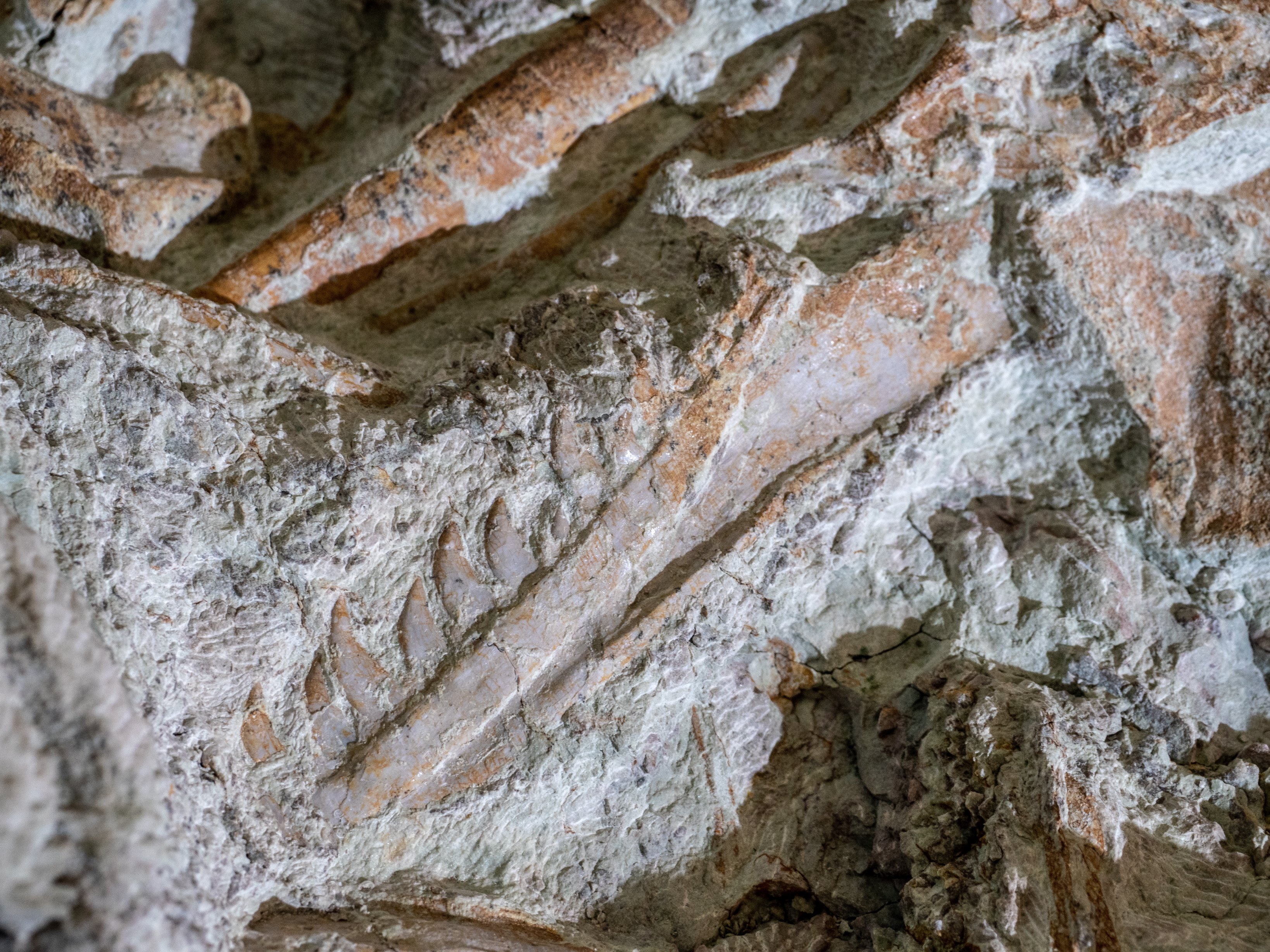 Utahraptor Project (@UtahraptorTrap) / X