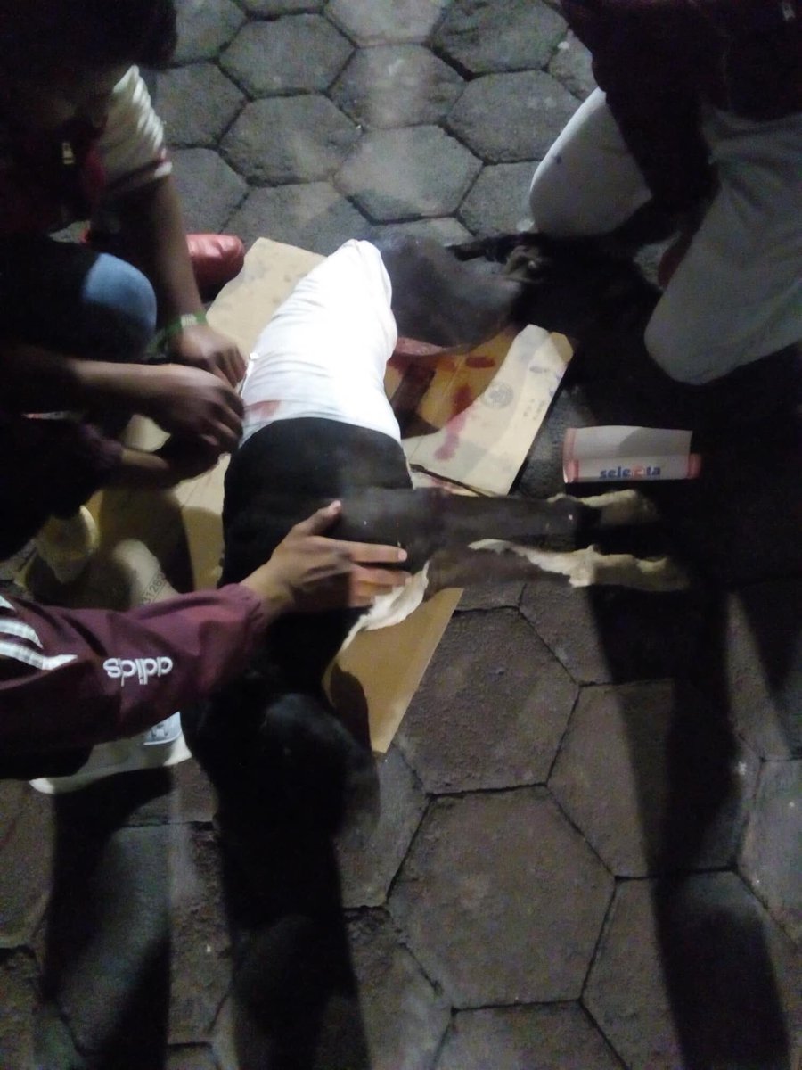 MundoPatitas's tweet photo. .@GobMilpaAlta El perro macheteado ayer en una Posada del Pueblo de San Bartolomé Xicomulco ha tenido que ser sacrificado  humanitariamente debido a la gravedad de sus lesiones. Testigos ya tienen identificado el responsable. Estamos presentando denuncia formal.🖤 https://t.co/nqm3RXY8ae