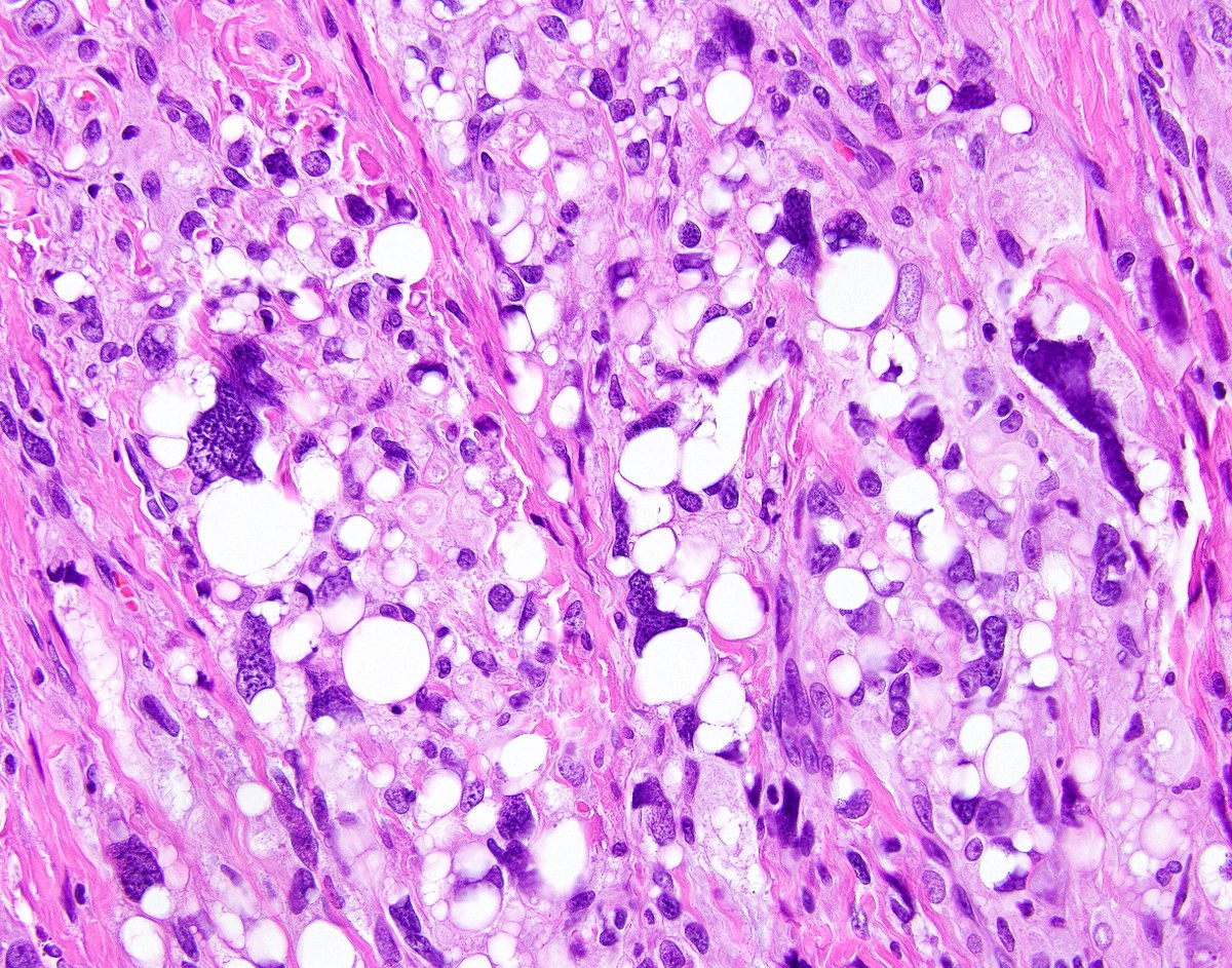 Elizabeth Montgomery, MD tweet media