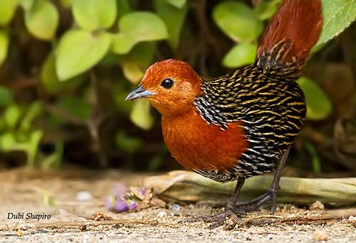 specialagentCK's tweet photo. The Madagascan flufftail is SO cute -- a scientific fact, not a personal opinion. It's a fairly common but rather secretive bird, hard to catch a glimpse of but easy to hear since it is vocal throughout the day, year-round -- including even during copulation. #virtualaviary https://t.co/FmhahPSq0D