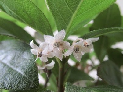 ヤブコウジの育て方 植え付けや剪定方法から上手な増やし方まで解説 Botanica