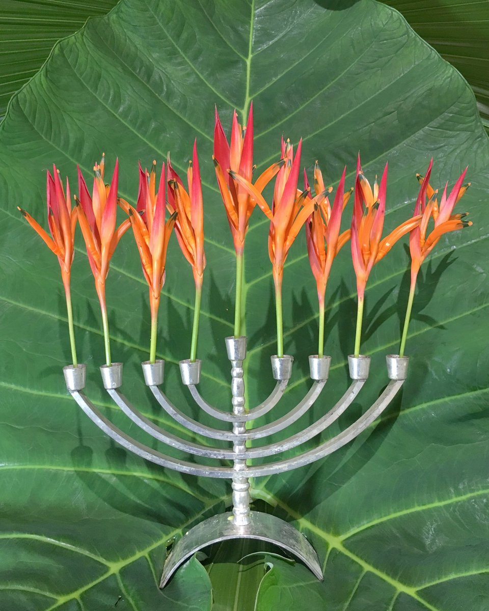 MBVD's tweet image. Happy Hanukkah from Hawaii! My husband put a tropical twist on the Festival of Lights, filling our menorah with Heliconia psittacorum that we grew in our garden. 🕎🔥💐 instagram.com/p/BrLf8yDhWwW/…