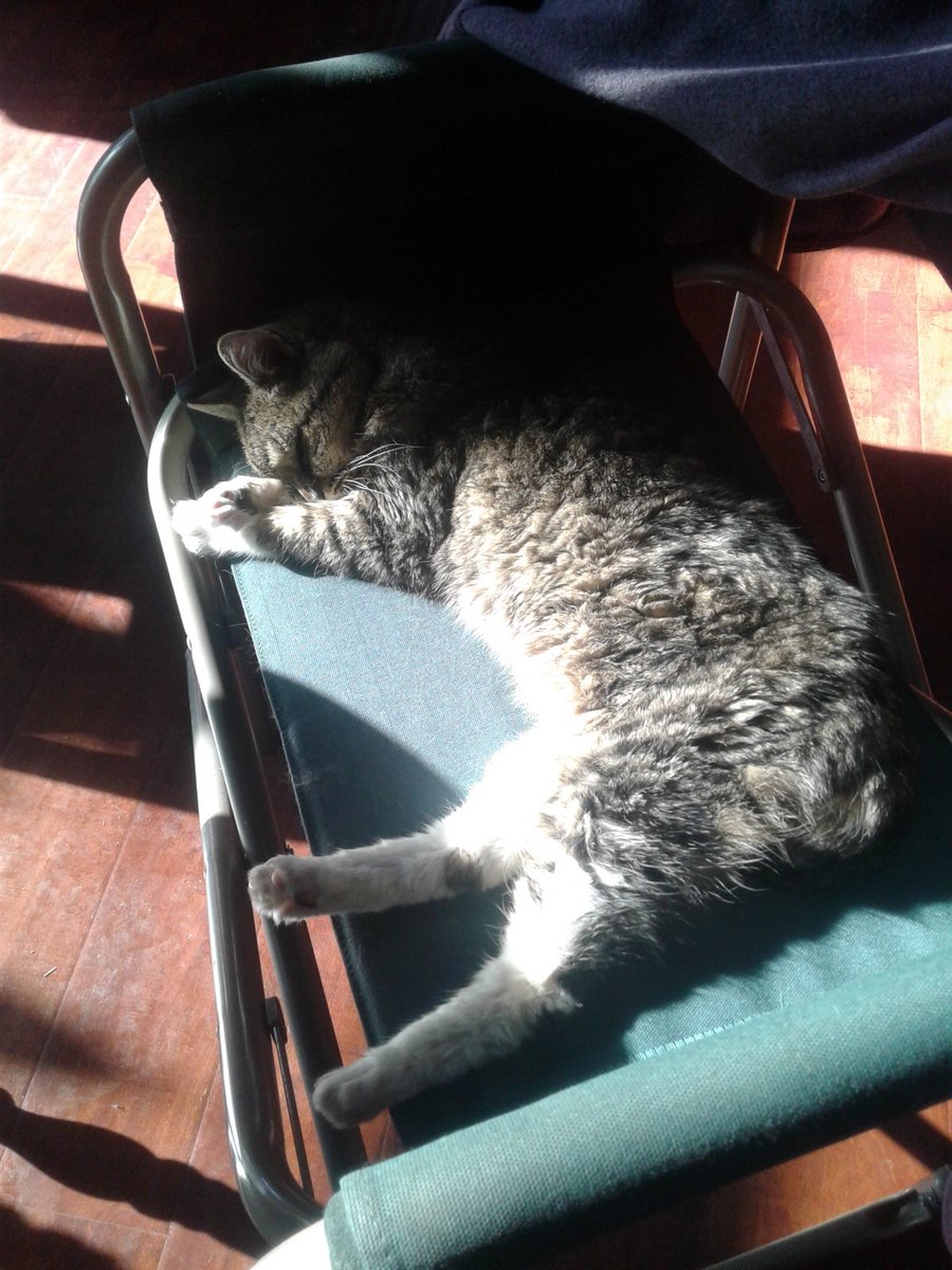 RalasGang's tweet photo. @WynneGuglielmo When I look at this photo of MewMew struggling,starving &amp; left behind by his family after 14 years,I realize how just fostering 1 life makes a huge difference. As a senior,he now has a loving family &amp; a warm,sunny place to retire.. #FOSTER #Donate #stopdumpingpets #Cats.. https://t.co/UtPQH3ERuZ