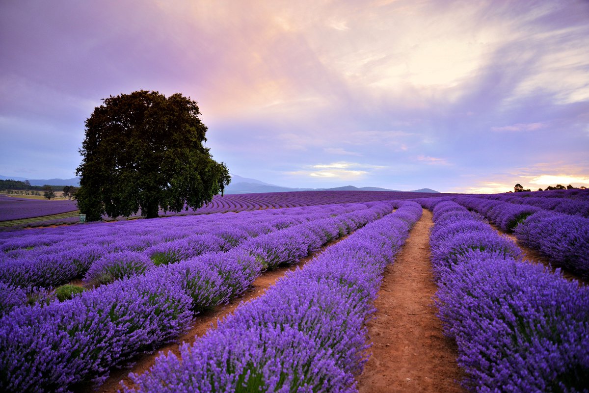 ToursTerroir's tweet photo. Bridestowe Lavender Estate 

Tasmania

Mandatory credit: Brian Dullaghan

#tasmanian #hobart #wine #tasmanianwine #tasmanianwinetasting #tasmaniandaytours #tasmaniantours #tasmanianwinetours #whitewine #redwine #pinotnoir #chardonnay #resiling #sparkling https://t.co/cc9xu3MRFQ