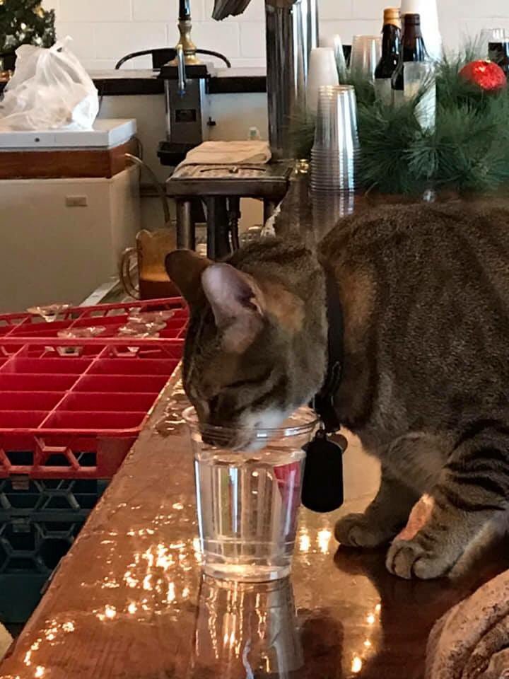 TerriblyBland's tweet photo. my mom found a brewery in alabama that has a bar cat my heart has never been so full https://t.co/Atui2oOwNR