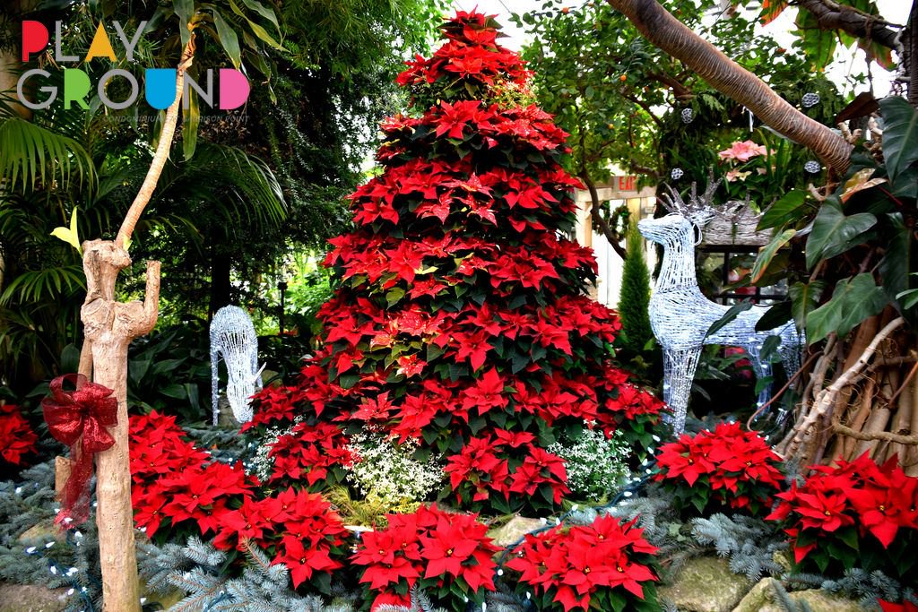 Play_Gr0und's tweet photo. The Toronto Gardens are known for their stunning flower displays that aromatic and picture perfect. 📸 This holiday season, Allan Gardens will be hosting their Christmas Flower Show that will display stunning poinsettias and more! #PlaygroundCondos https://t.co/YevgViJDPc 💐 https://t.co/ZdoA7aKg4G