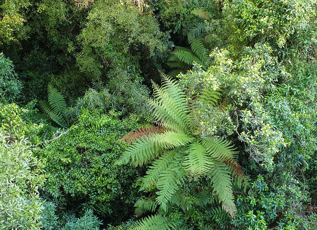 StrayNat's tweet image. A little North Island Robin working the camera &amp;amp; zipping through the recovering #NZ Native Forest Canopy thanks to the environmental work #CanopyToursNZ