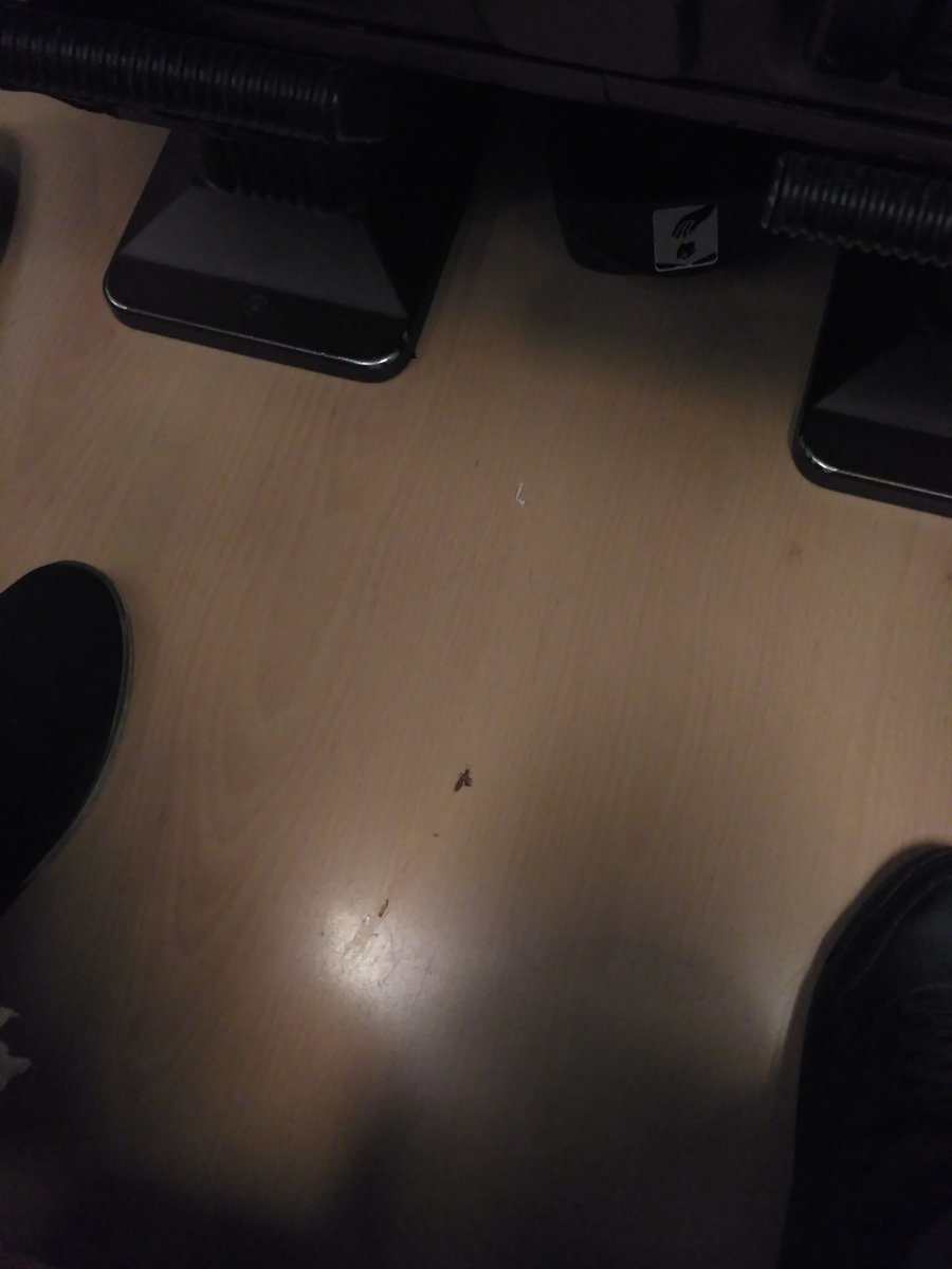 Neretxiu's tweet photo. Nueva tarifa ave: tarifa cucaracha! Habría pagado billete? @Renfe https://t.co/tDmyCyQasw