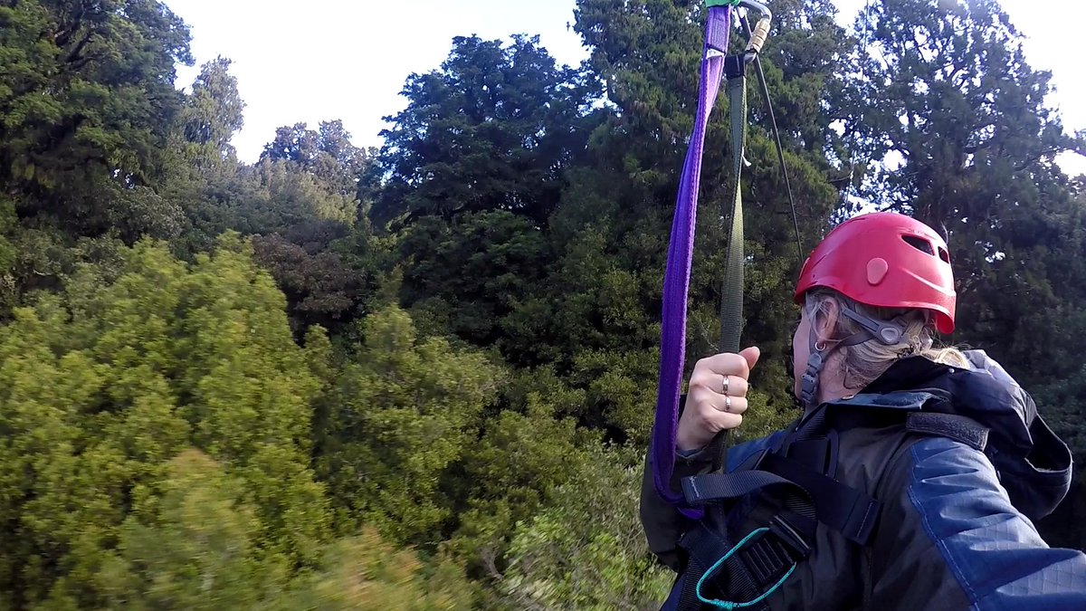 StrayNat's tweet image. A little North Island Robin working the camera &amp;amp; zipping through the recovering #NZ Native Forest Canopy thanks to the environmental work #CanopyToursNZ