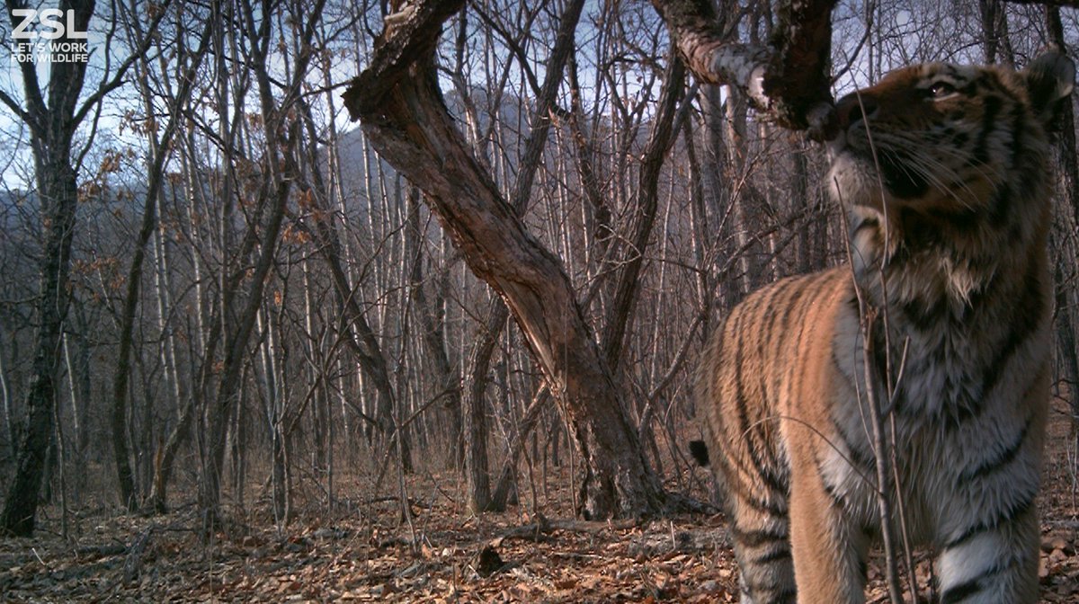 ZSLconservation's tweet photo. In Thailand we help protect key areas for #tigers by supporting tiger monitoring and protected area patrolling. Our #ZSLExperts are on the #TigerTopic panel to tell you more about the work they do to protect tigers. #Dynasties https://t.co/xKKpsIitaQ