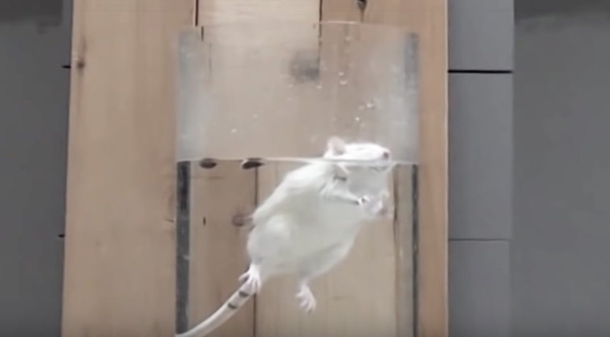peta's tweet photo. In “forced swim tests,” experimenters drop mice, rats, and other animals into inescapable containers filled with water. The panicked animals paddle furiously, desperately trying to keep their heads above water 😰

TAKE ACTION TO END THIS. https://t.co/fwMRtdbdJH https://t.co/0zYrdpQOWg