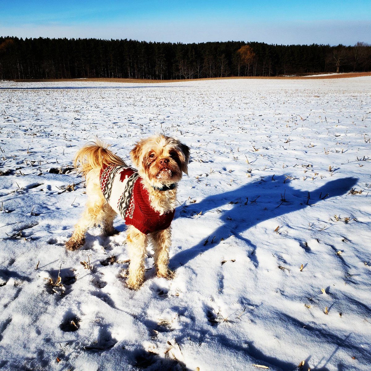 AgilitywAmanda's tweet photo. My #verycanadian #model Joey the #gremlinmuppet #dog π
#muppetdog #gremlin #canadianmodel #canadiandog #canadian #canadianwinter #winter #snow #dogs #dogslife #dogadventures #dogfashion #dogsweater https://t.co/yzyQ32t0n4