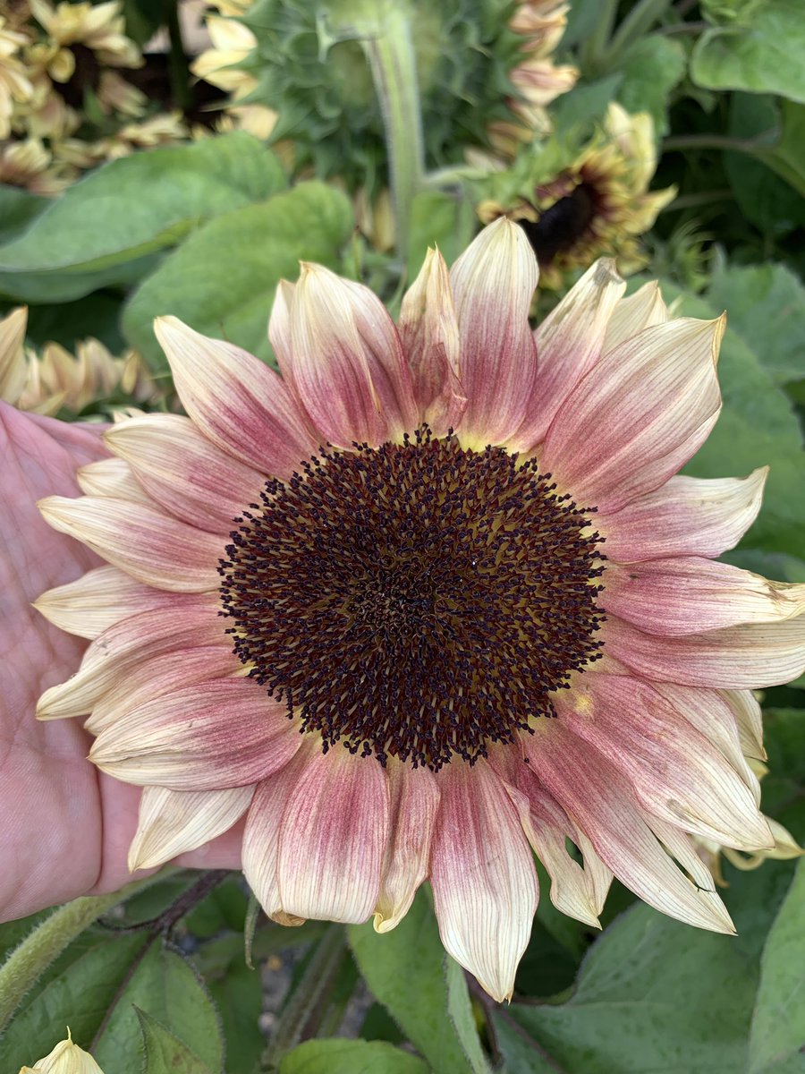 TexanInOz's tweet photo. Loving the new Sunflower breeding from Ball Horticulture @BallHort Like these new red, lilac and pink tones. Multiple flowers per plant too. 
#Asteraceae #PlantTrials https://t.co/EonZLenyMG
