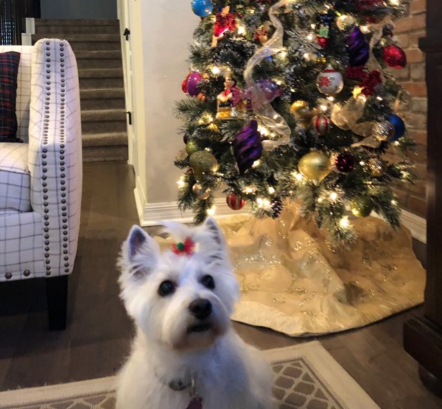 savanny_star's tweet photo. Why do they keep taking my picture by this🎄 ?! #savannah #westiesoftwitter https://t.co/DOS5nnEPK8