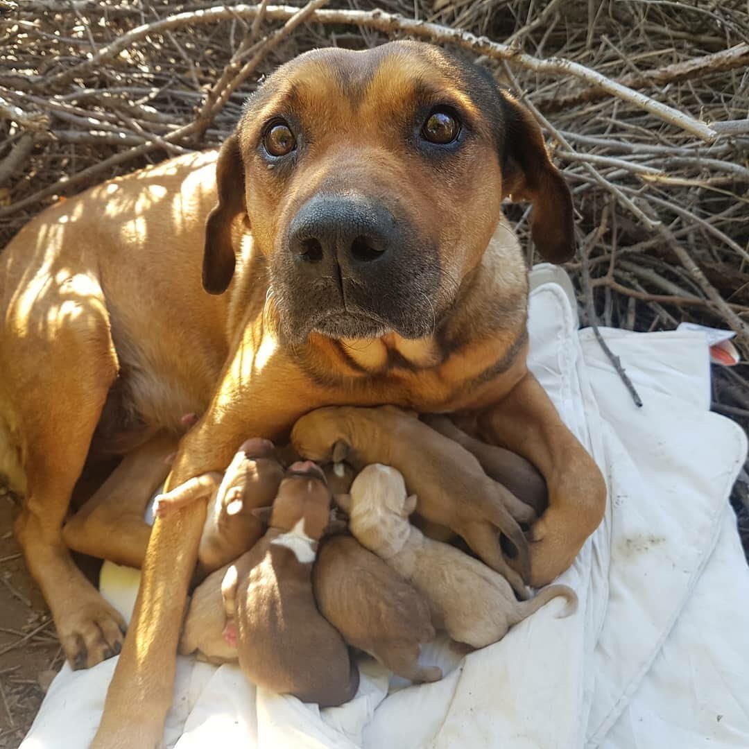 Lorenaalberti's tweet photo. Nuestra perra ha tenido 9 cachorros, solo podemos quedarnos 2, lo damos en adopción!! Compartid por favor @ArcadeNoeSevill https://t.co/xF4s3ZMnME
