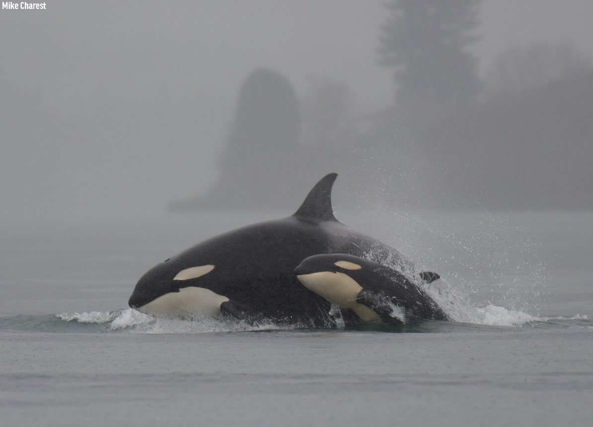 Did you know that adolescent female orcas often assist new orca mothers in caring for their young? Mothers give birth every three to ten years after a 17-month pregnancy.