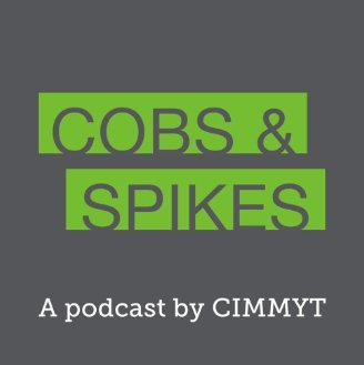 CIMMYT's tweet photo. So ... we need #nitrogen to survive. But what exactly is it, and how do we get it into our bodies?
Listen to this short #cobsandspikes podcast episode from CIMMYT.
https://t.co/zFjarrZ1aA #podcast #haberprocess #science #nitrogencycle #fertilzer #chemistry https://t.co/2K98bi5OT9