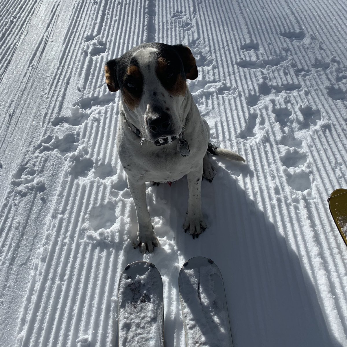 Great day at <a href="/SkiPowderhorn/">Powderhorn Resort</a> pre-opening day after a good nights rest at the pet-friendly GJ Holiday Inn #HomewithIHG #RewardsOffer #Ad @ihgrewardsclub