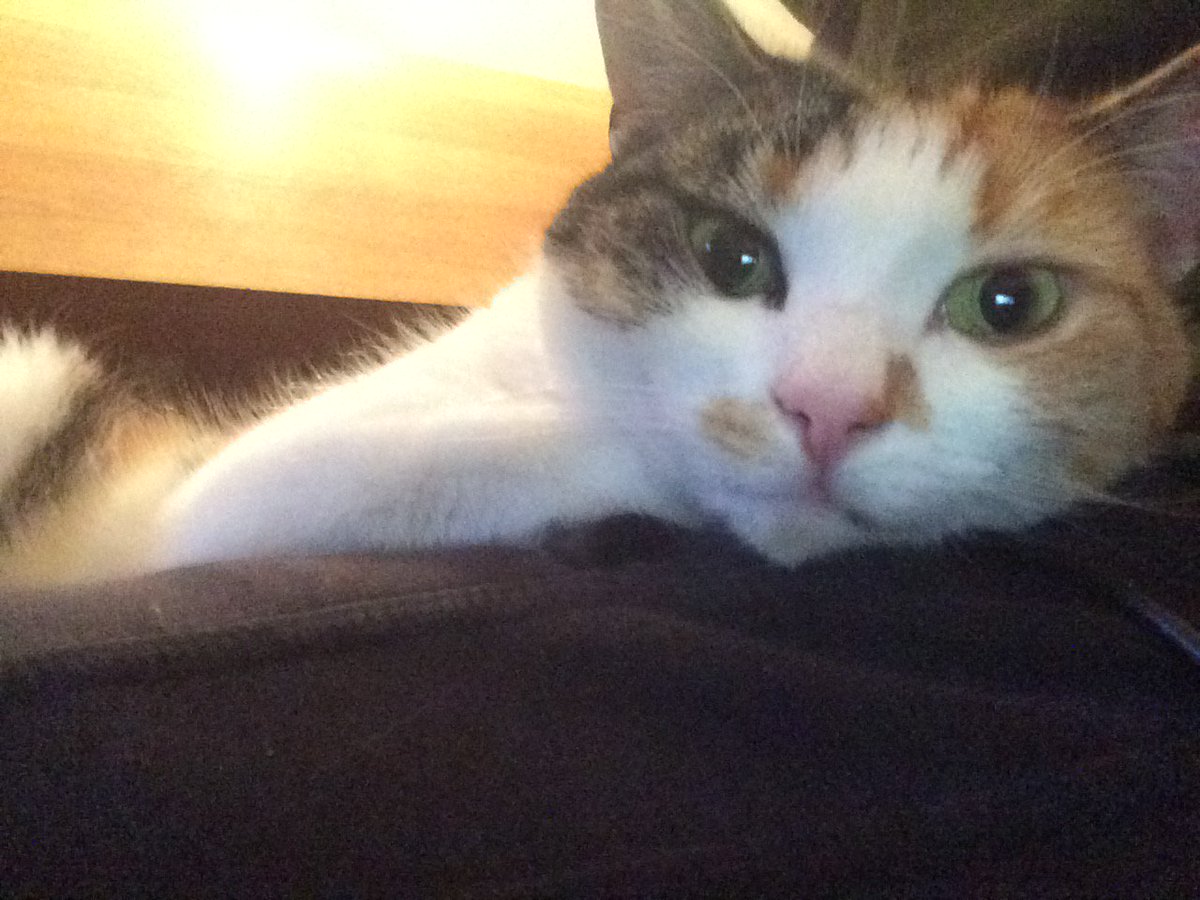 ForGloryPlayer's tweet photo. @peta My cat spends hours outside unattended most days and is fine, as are 99% of outdoor cats. Stop fear mongering https://t.co/0RiOstydtz