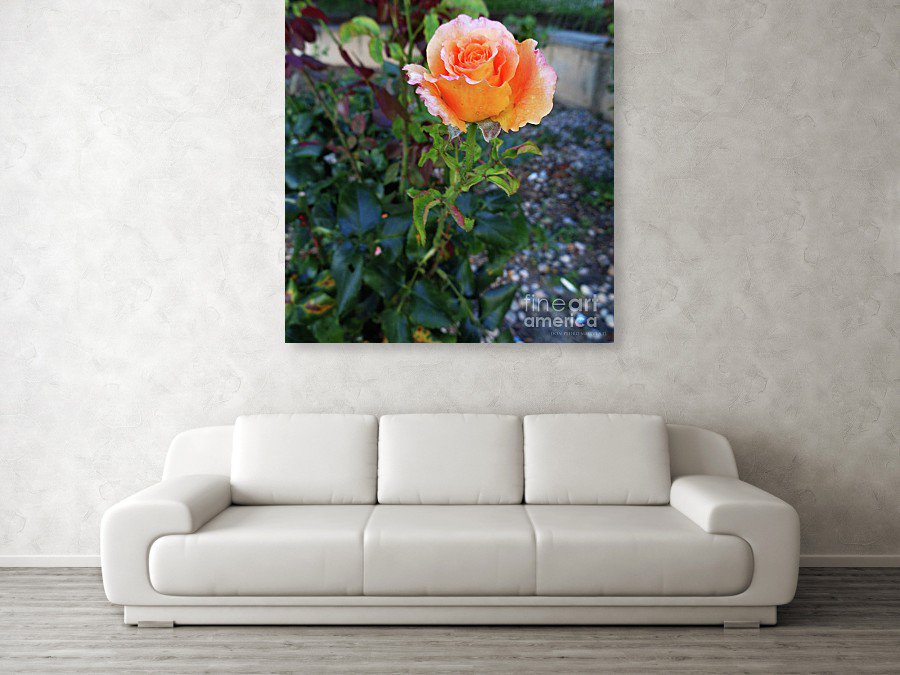 HomedecorIdea
Beautiful lil Yellow Rose
donpedrodegraciaart.pixels.com/featured/littl…
#wallart #homedecor #flowers #rose #artprints #homedecorideas
