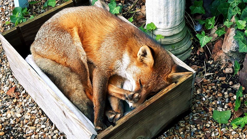 SussexVegEvents's tweet photo. Welcoming 4 more very important charities to the fair, offering a plethora of goodies to help raise some much needed funds - West Sussex Hunt Sabs &amp; Monitors @foxguardiansuk @vivacampaigns and Help the Street Animals of Morocco 💖🎄🎅❄️🐾#HelpForTheAnimals #Vegan https://t.co/jbbwRlObn6