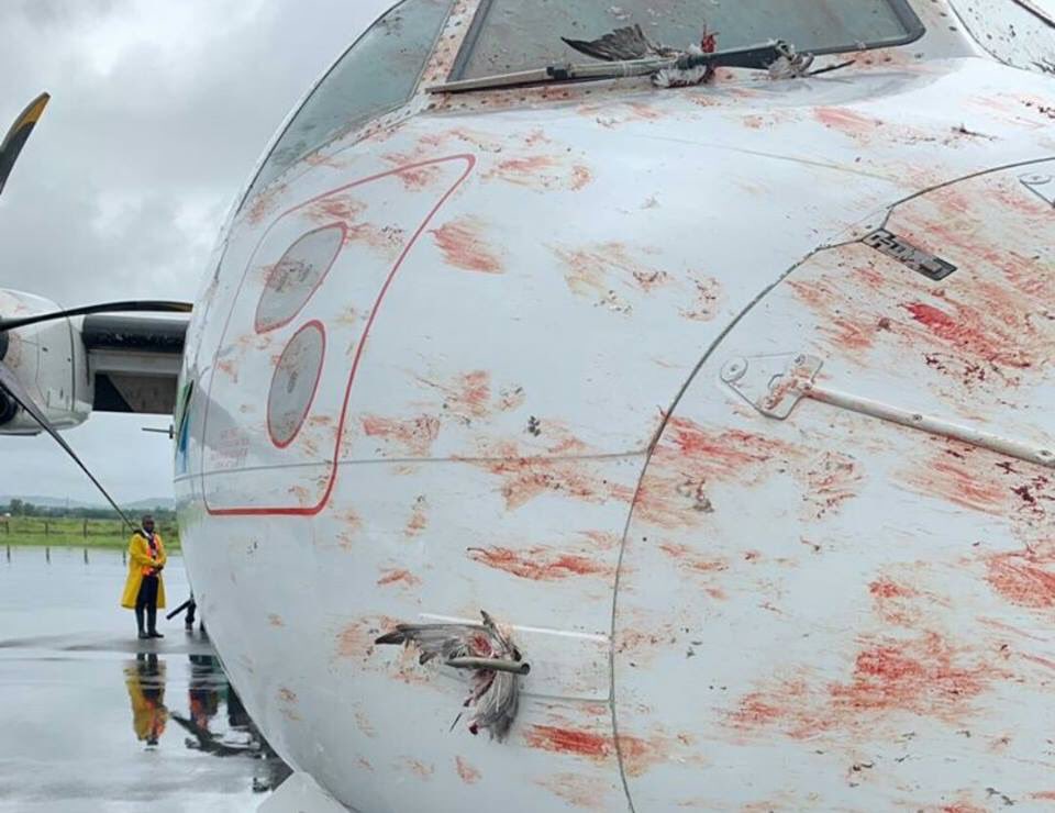 club_cabin's tweet photo. Massive #birdstrike #ATR72 from @PrecisionAirTz at Mwanza airport, Tanzania 🇹🇿 #cabincrewlife #cabincrewclub #cabincrew #flightdeckcrew #flightattendant #azafata #aeromoza #sobrecargo #tcp #safetytraining #SafetyFirst https://t.co/7bagmkv9Z8