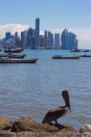 #Panama city. This view captures not only the pelican in the fore front but the always intriguing fishing boats and the high rises in the background. Share the adventure with us: Miraflores Locks, Amador, Artisan market and Casco Viejo (old city)!