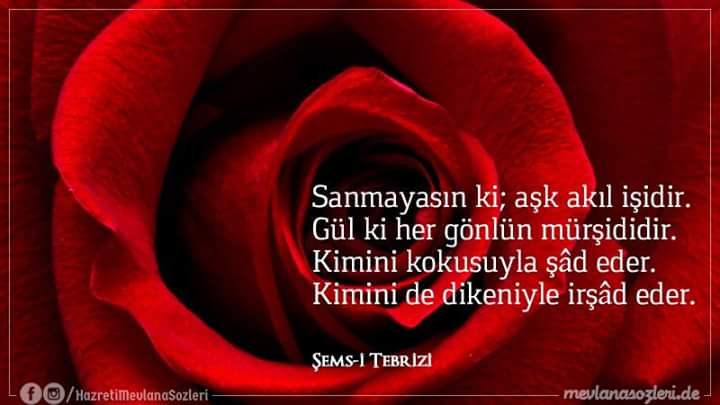 Sanmayasın ki; AŞK akıl işidir.
Gül ki; her gönlün mürşididir.
Kimini kokusuyla şâd eder,
Kimini de dikeniyle irşad eder.
   ŞEMS-İ TEBRİZİ