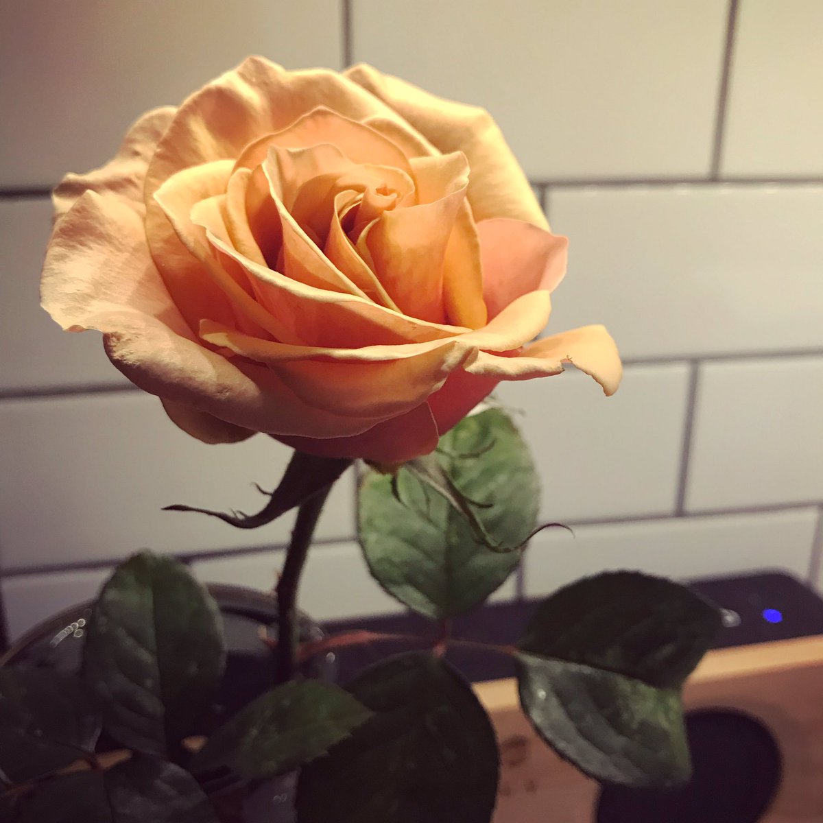 VicHomes4Sale's tweet photo. Itโs December 10th and we picked the final #rose from our garden #MarilynMonroeRose #yyj #BC #nowinterhere #HawaiiOfCanada #VictoriaBC #VancouverIsland #nosnow #yyz #yeg #yyc #yvr https://t.co/APioaPwfAf